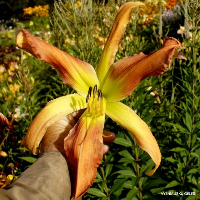 daylily ‘Small World Love Potion Number 9’