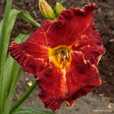 daylily 'Spacecoast Bloodwine'