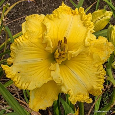 daylily 'Spacecoast Irish Illumination'