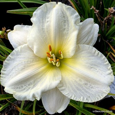 daylily Sudden Snow