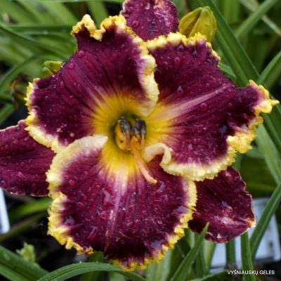 daylily 'Sunset Strip'