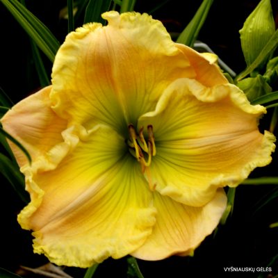 daylily ‘There Is a Heaven’