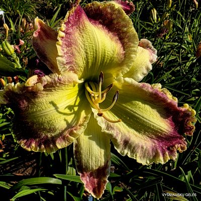 daylily ‘Tipped in Wonders’
