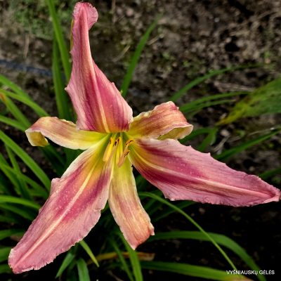 daylily 'Treehouse of Horror'