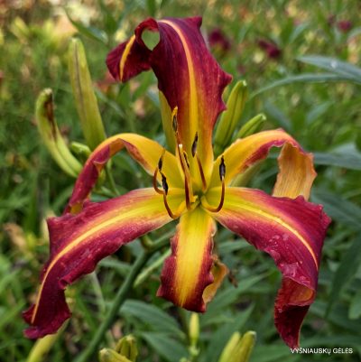 daylily Tutti Frutti Curls (2)