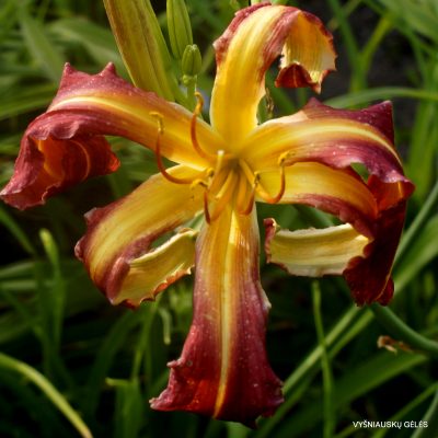 daylily Tutti Frutti Curls