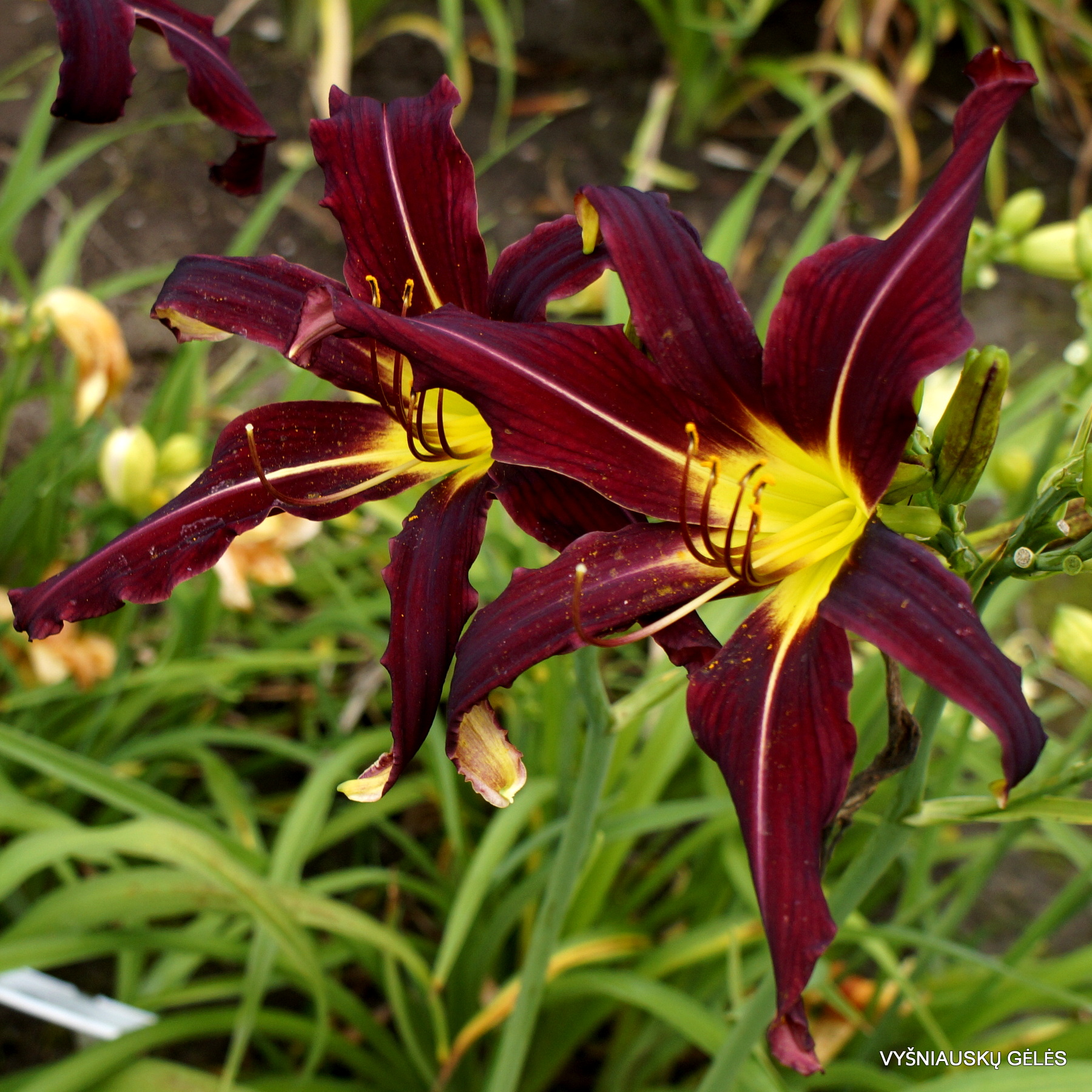 daylily 'Two Cats Dancing' (2)
