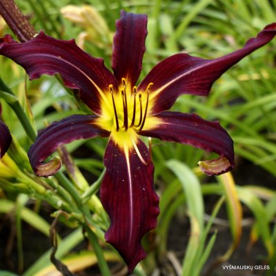 daylily 'Two Cats Dancing'