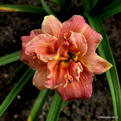 daylily 'Two to Tango'
