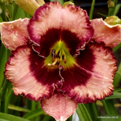 daylily ‘Vintage Velvet’