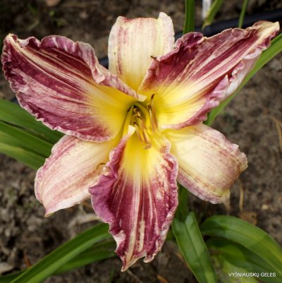 daylily 'Yankee Pinstripes'