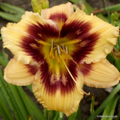 daylily 'Zaniness Madness'
