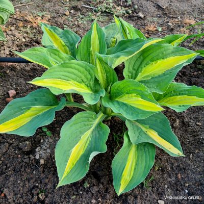 hosta 'Alan Titchmarsh' (2)