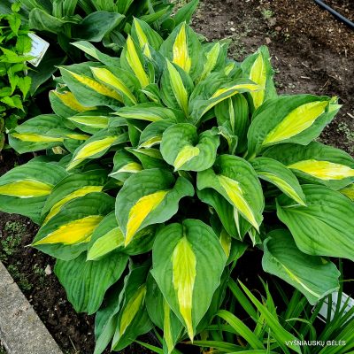hosta 'Alan Titchmarsh'