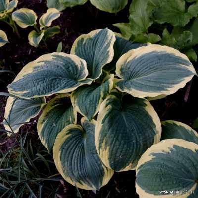 hosta ‘American Halo’