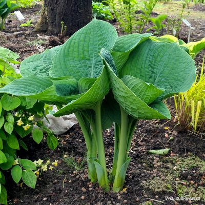 hosta 'Bam Bam Blue' (2)