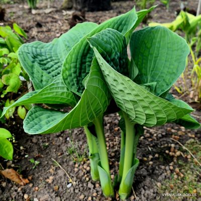 hosta ‘Bam Bam Blue’