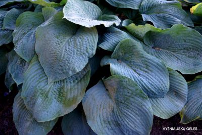 hosta 'Blue Mammoth'