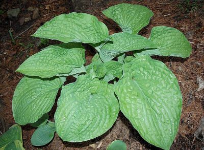 hosta ‘Chanticleer’