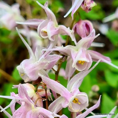Epimedium 'Akebono' (2)