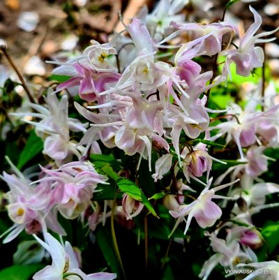 Epimedium 'Akebono'