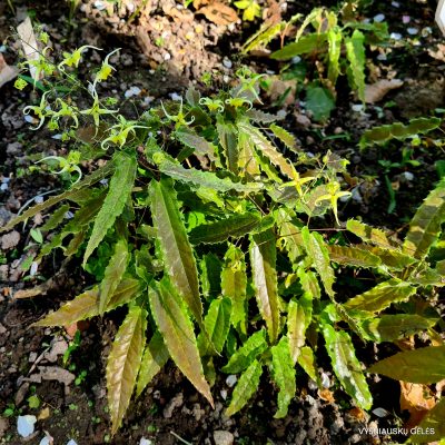 Epimedium 'Sphinx Twinkler' (2)