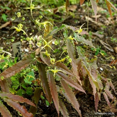 Epimedium 'Sphinx Twinkler'