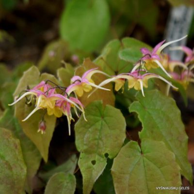Epimedium ‘Fire Dragon‘ (2)