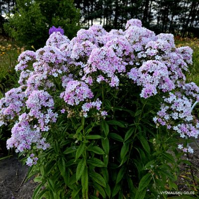 Phlox paniculata 'Švelnumas' (2)