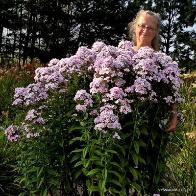 Phlox paniculata 'Švelnumas' (3)