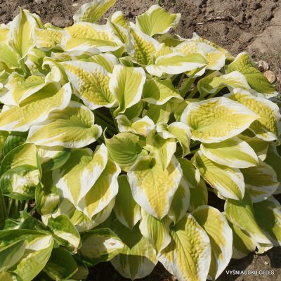 hosta 'Delta Dawn' (2)