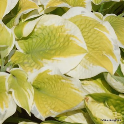 hosta 'Delta Dawn'