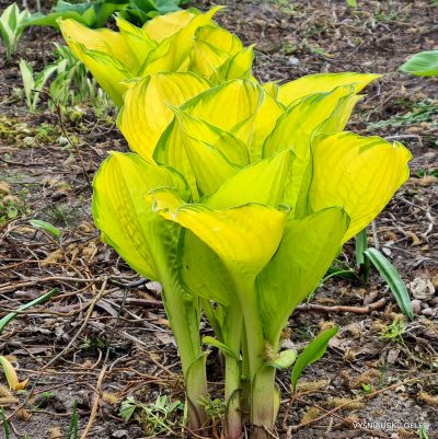 hosta 'Eye Declare' (2)