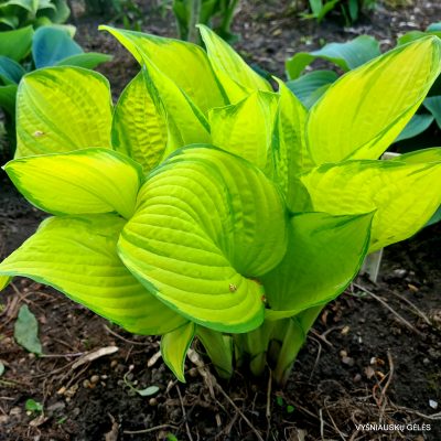 hosta ‘Eye Declare’