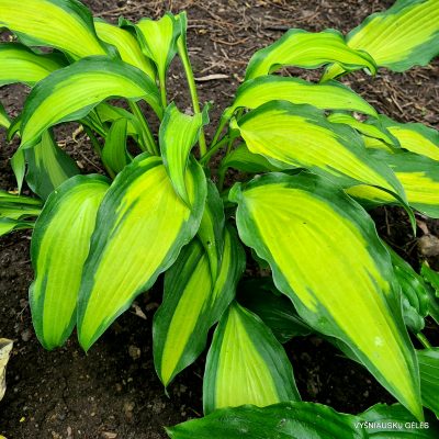 hosta 'Hawaiian Luau'