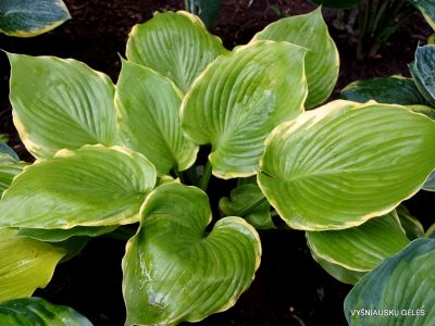 hosta ‘Icy Halo’
