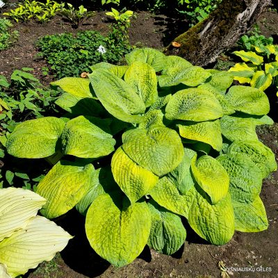hosta 'Johnny Angel' (2)