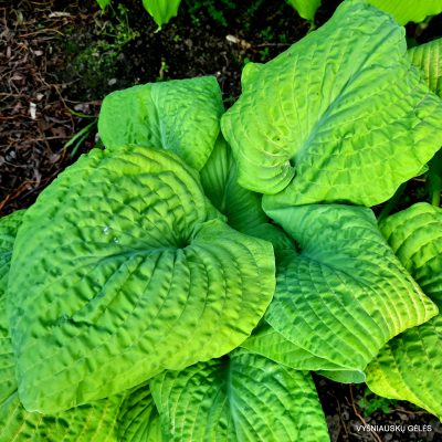 hosta ‘Johnny Angel’