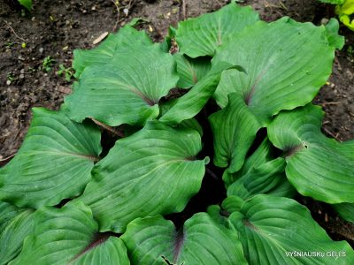 hosta 'Lady in Red' (2)