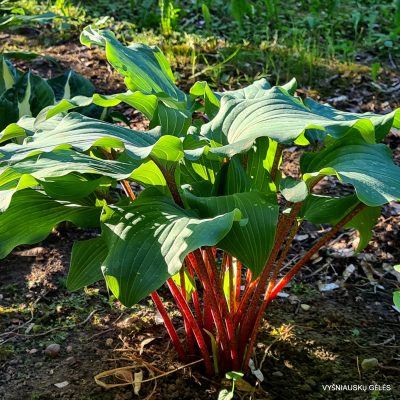hosta 'Lady in Red'