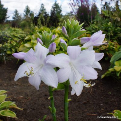 ‘Fragrant Queen’ (2)