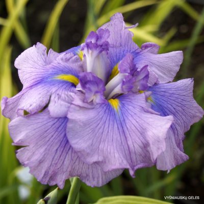 Iris 'Fialka'
