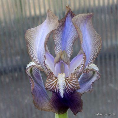 Iris 'Alcibie' (2)