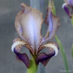 Iris 'Alcibie'
