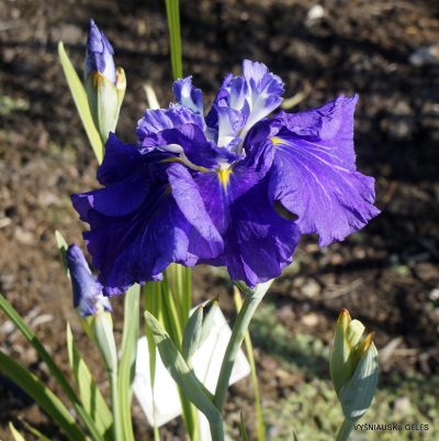 Iris 'Artesian Spring' (2)