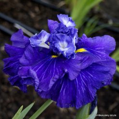 Iris 'Artesian Spring'
