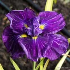 Iris 'Barvy Adventu'