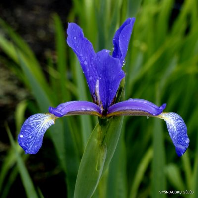 Iris 'Belise' (2)
