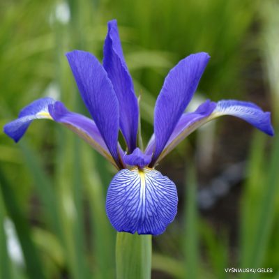 Iris ‘Belise’