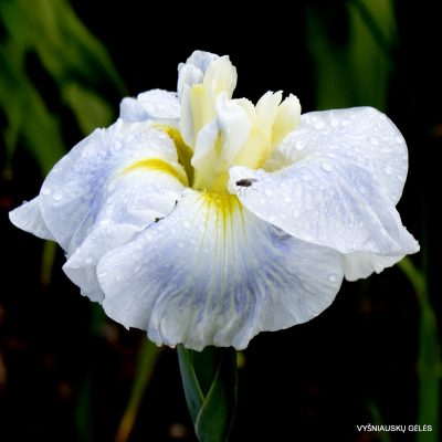 Iris ‘Bewitching Twilight’